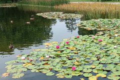 Park Miejski w Zduńskiej Woli – staw, na którym znajdują się kwitnące lilie wodne, dużo zielonych liści, kwiaty są jasnoróżowe i ciemnoróżowe, po stawie pływają kaczki, jest ich pięć. W oddali ścieżki prowadzące przez park i drzewa.