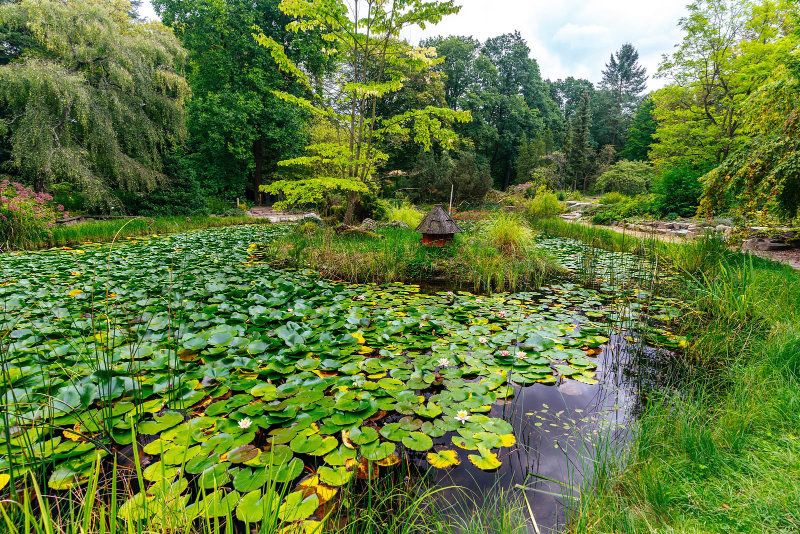 arboretum w rogowie. Widok na staw, który pokrywają lilie wodne.