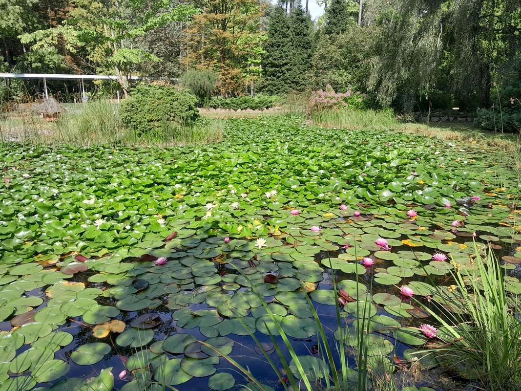 Staw wodny zarośnięty liliami wodnymi. W tle drzewa. 