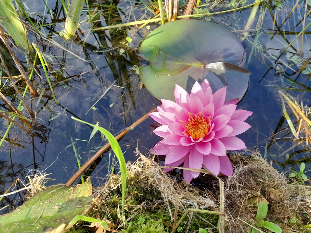 Zbliżenie na kwitnącą lilię wodną.